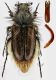 Pygopleurus2 rid.jpg