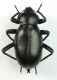 B. divergens 01.jpg