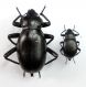 B. divergens 02.jpg