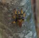 Pogonosoma_maroccanum.jpg