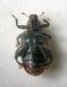 Apionidae 2.jpg