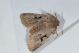 Orthosia gothica Sagana marzo.JPG