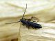 D.liviae_female.jpg