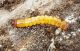 Larva di Pyrochroa.jpg