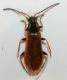 Cantharidae1b.jpg