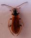 Cantharidae1a.jpg