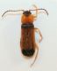 Cantharidae2a.jpg
