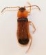 Cantharidae2b.jpg