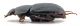 Comb0696_18cr.jpg