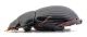 Comb0693_09jcr.jpg