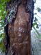 gallerie su Quercus.jpg