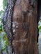 gallerie su Quercus 2.jpg