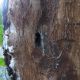 gallerie su Quercus buco.jpg