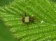 Miridae sp..JPG