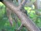 pyracantha.jpg