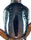 Leptacinus batychrus (Gyllenhal,  1827).jpg