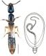 Leptacinus batychrus (Gyllenhal, 1827).jpg