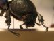 xylotrupes 002.jpg