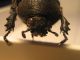 xylotrupes 003.jpg