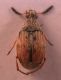 Bruchidae2.jpg