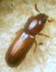 Corticeus pini (Panzer, 1799).JPG