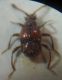 Pselaphidae 010 A.jpg