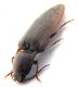 Comb0716_36cr.jpg