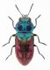 A suzannae female F.jpg