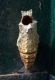 crisalide parassitata_modificato-1.jpg