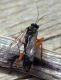 Pimpla instigator P.. 3 cm circa antenne comprese.jpg