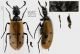 Mylabris_Mesosulcata_hirtipennis1.jpg