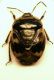 (Heterotteri) Tritomegas sp. 1.JPG