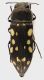 Acmaeodera_Iran_fem_grey.jpg
