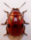 Gonioctena 1b.jpg