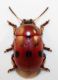Gonioctena 2a.jpg