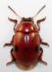 Gonioctena 3.jpg
