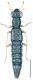 Stenus (Hemistenus)      flavipes Stephens, 1833.jpg