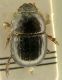 picolo scarabeo1.jpg
