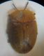 Cassida sp. 004 A.jpg