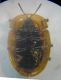 Cassida sp. 003 A.jpg