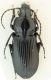 pterostichus14.jpg