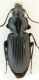 pterostichus15.jpg