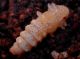 pupa2.jpg