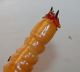 larva2.jpg
