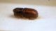 Pityophthorus lichtensteinii (Ratzeburg, 1837) .JPG