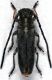 Phytoecia Armenia 1.jpg