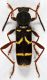 Clytus Armenia1.jpg