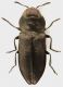 Anthaxia_ghazi_Turchia_III-2013_4,5mm_2_grey.jpg