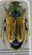 glaphyridae 2.jpg