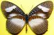 Elymniopsis bammakoo West. 1851 (3).jpg